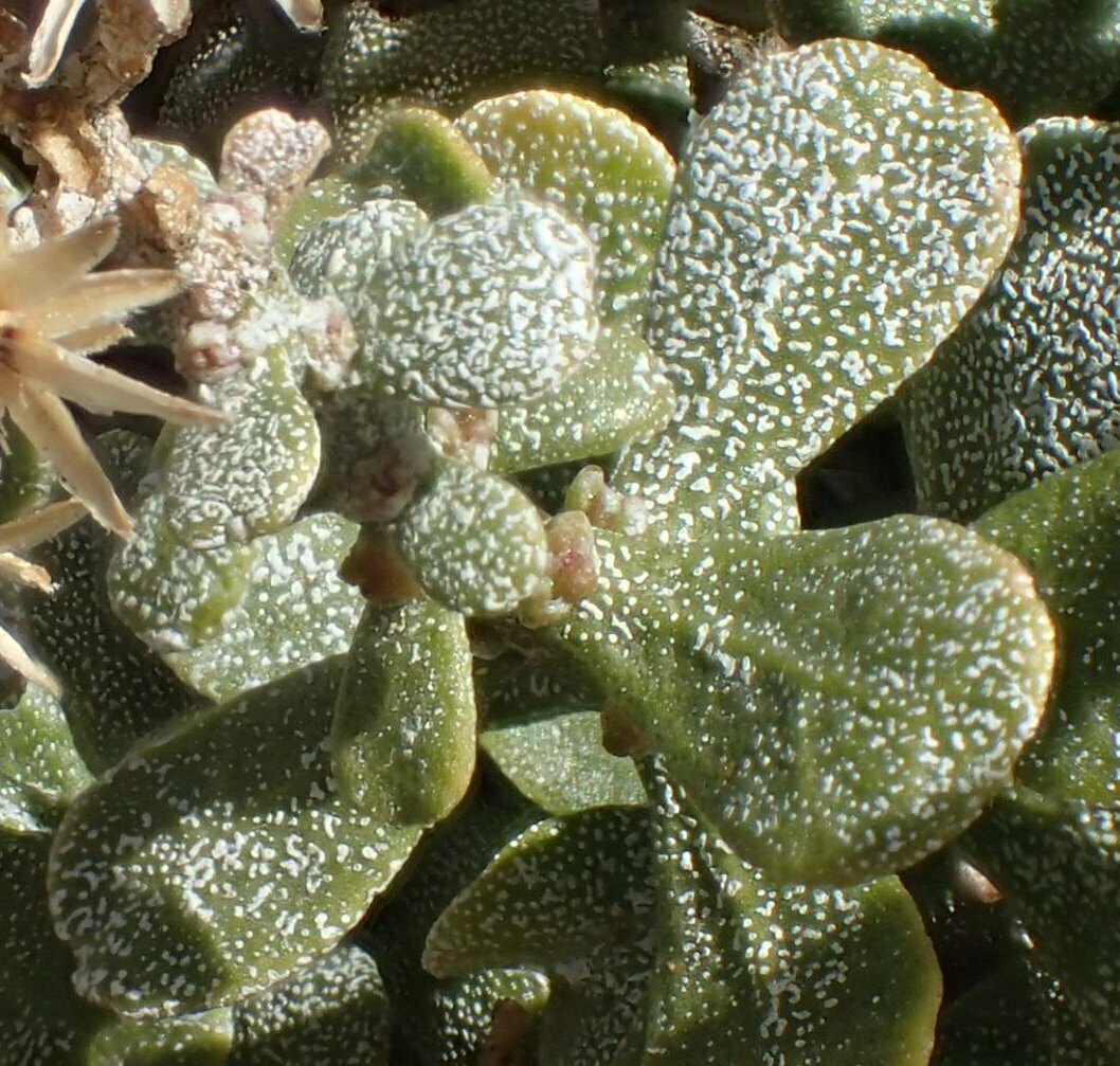 High Resolution Ericameria cuneata Leaf